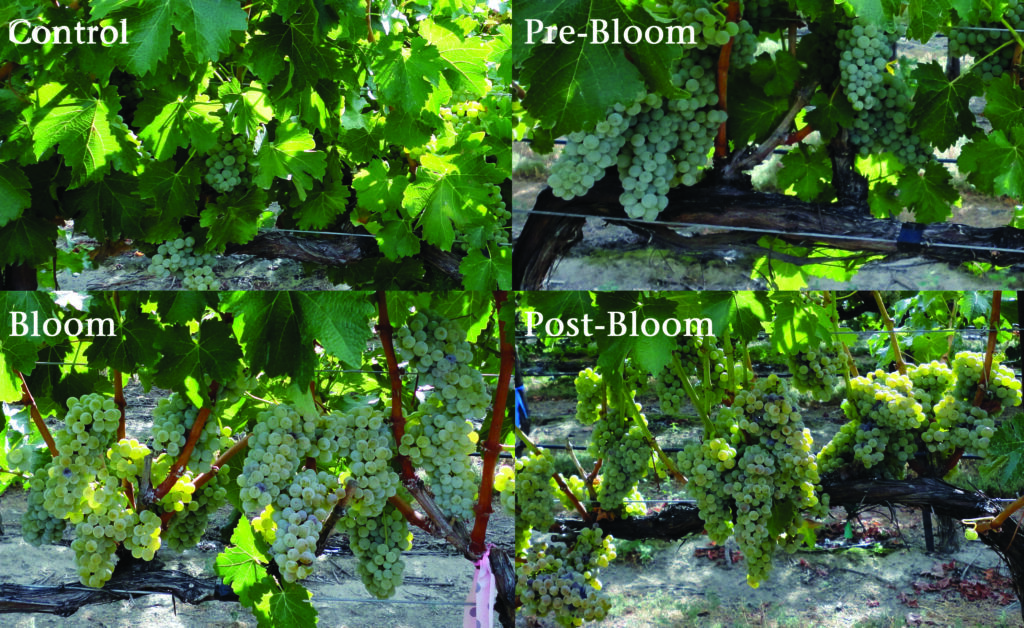A figure showing progressively more exposed clusters in a grapevine canopy as a result of different leaf removal treatments.