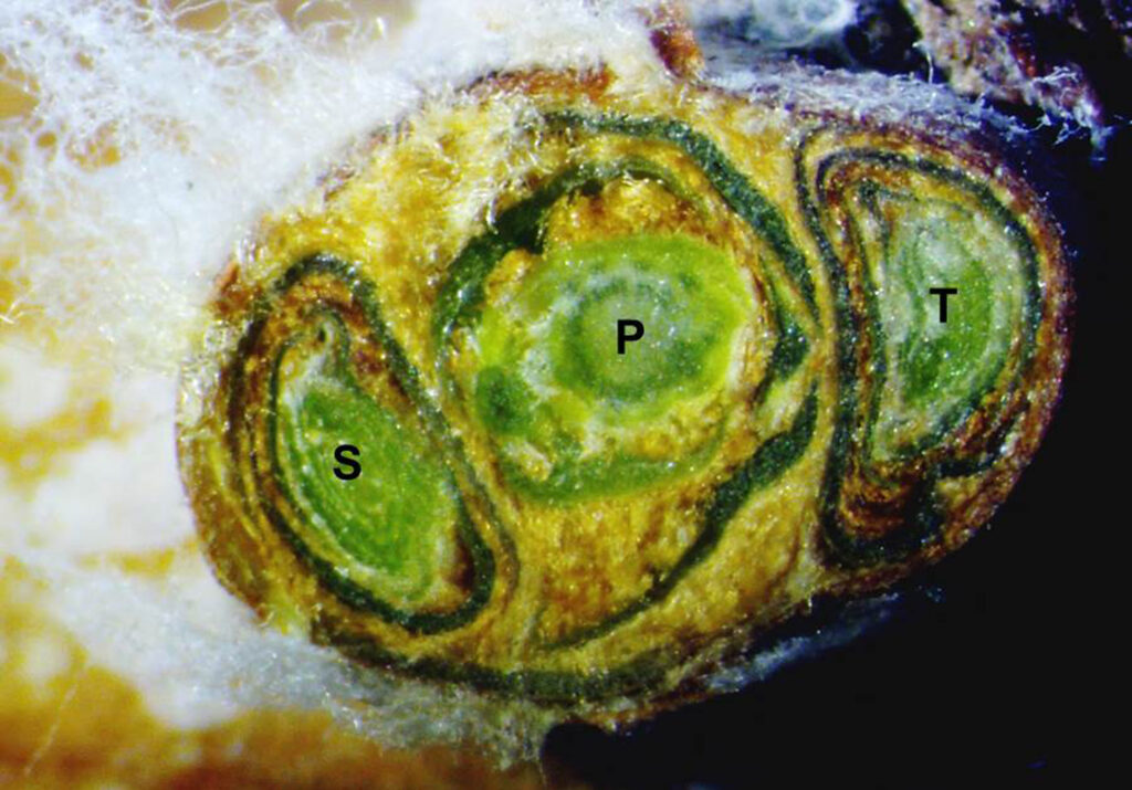 a dormant grapevine bud cut in half, where you can see the internal 3 buds that are green.