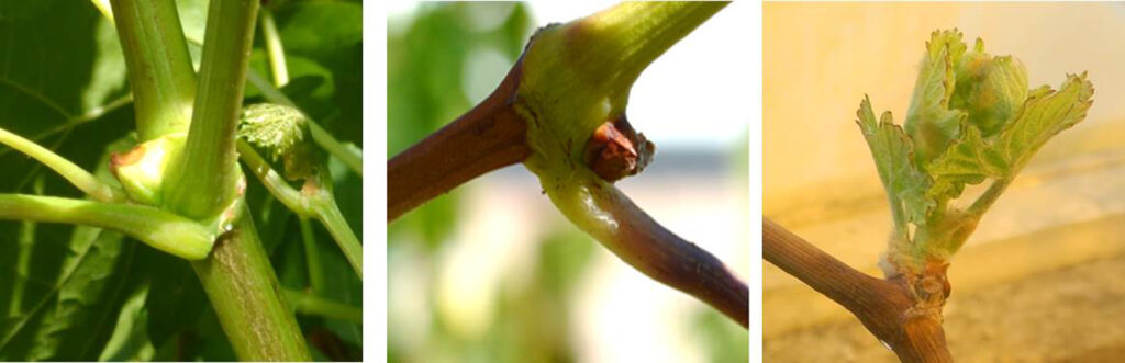 a three-part image documenting a bud's 2-season cycle. First, is it green in the current growing season, where it turns brown by the end of that season. By the next year, it develops into a growing shoot.
