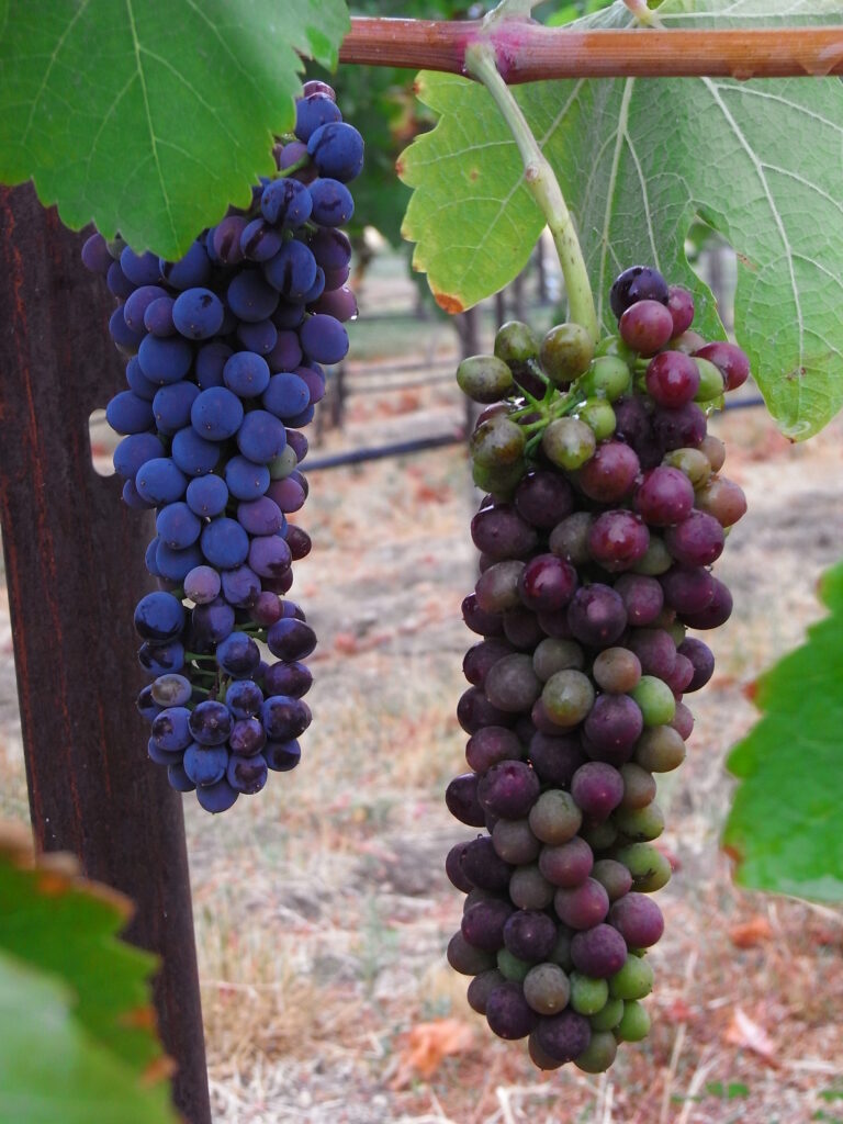 two grapevine clusters, one that is bright purple and ripe, and one that is pink and green and underripe