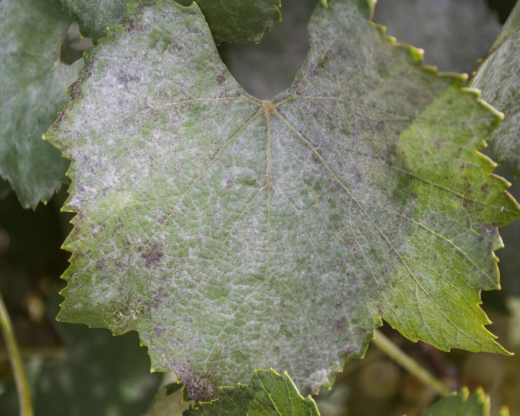 a grapevine leaf with white powdery fungal growth