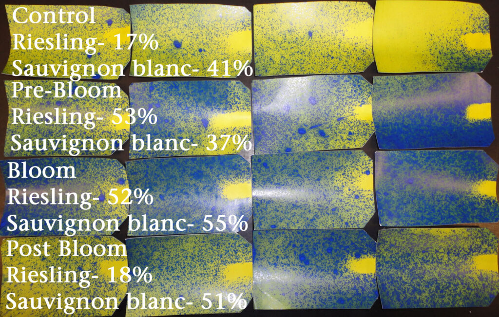 Water sensitive paper yellow cards that have turned blue as a result of spray. For Riesling, coverage was 17%, 53%, 52%, and 18% for the Control, prebloom, bloom, and post-bloom leaf removal treatments, respectively. For Sauvignon blanc, those same treatments resulted in 41%, 37%, 55%, and 51% coverage.