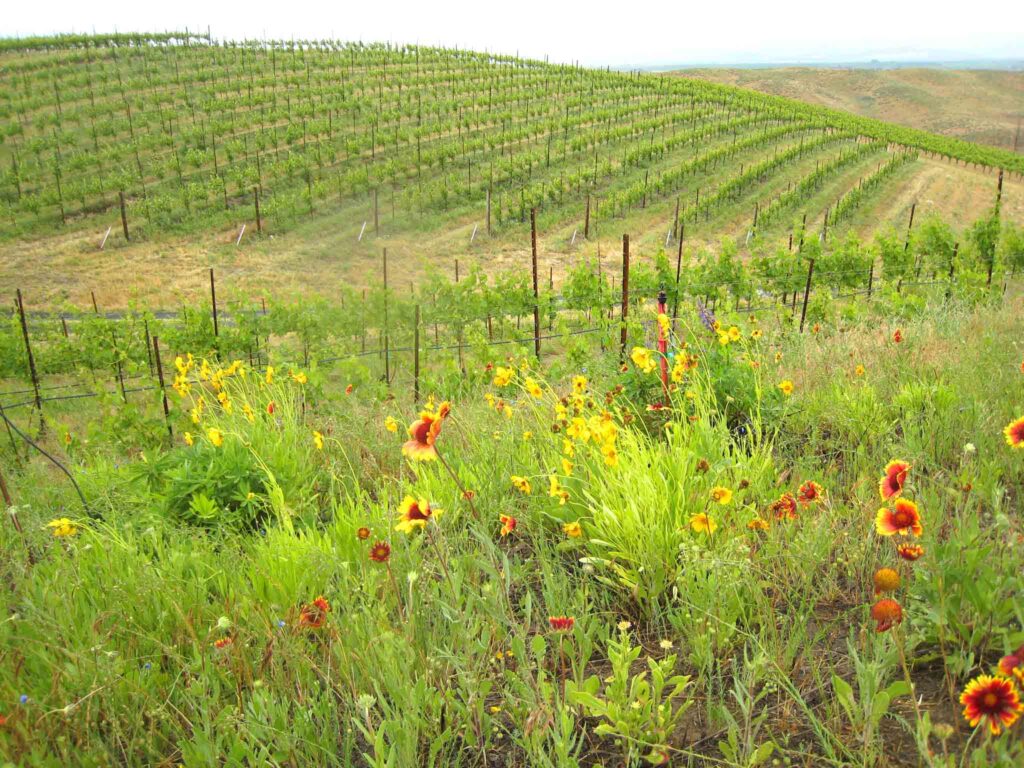 wildflowers in the foreground of a vineyard