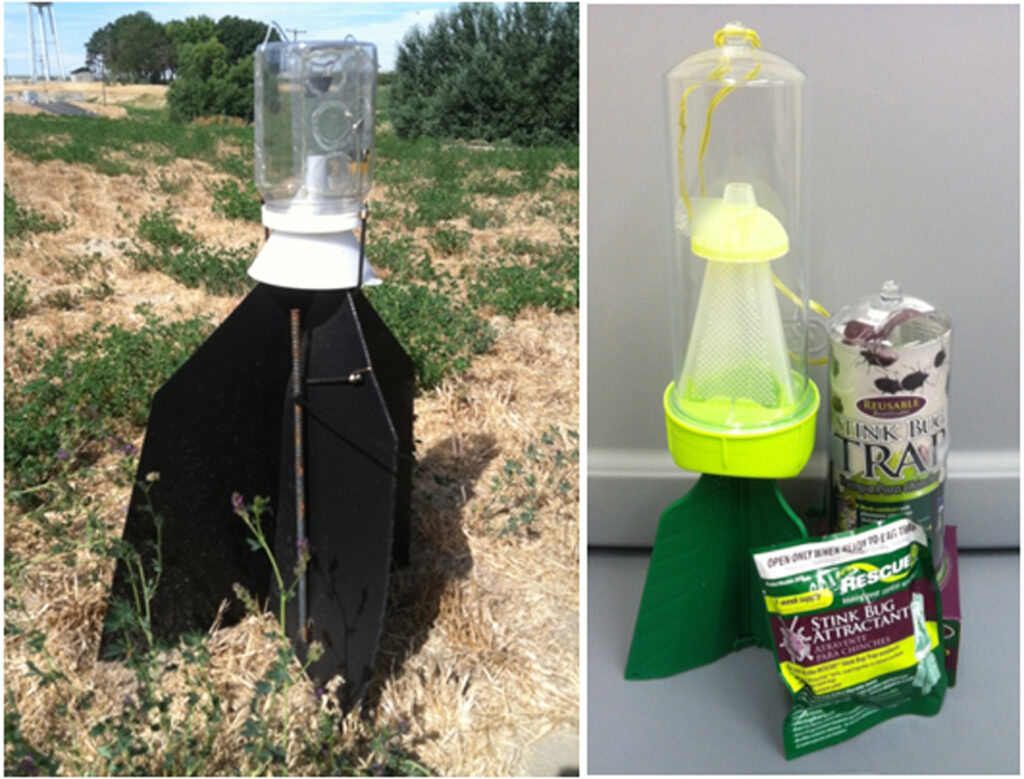 Different home-made stinkbug traps, typically consisting of back panels and a conical catchment cup.