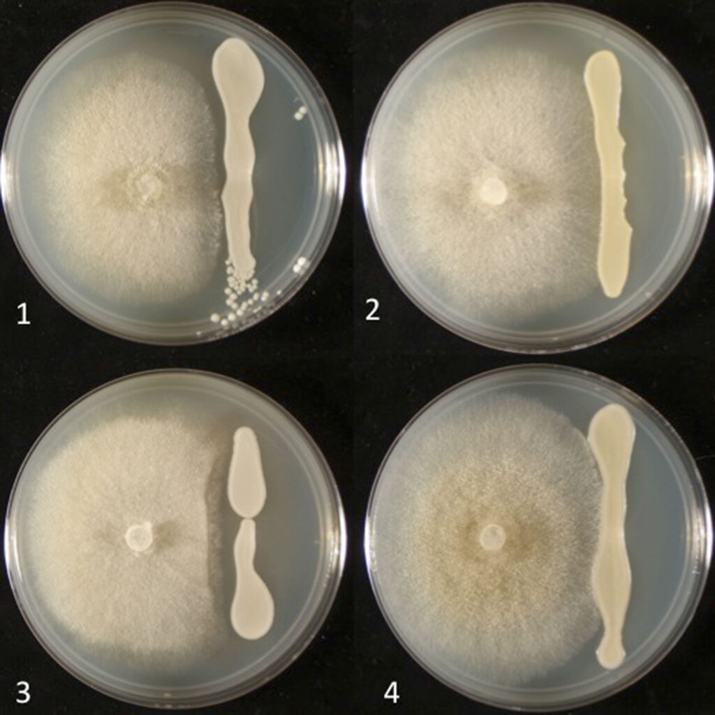 petri plates with fungal growth being inhibited by yeast growth