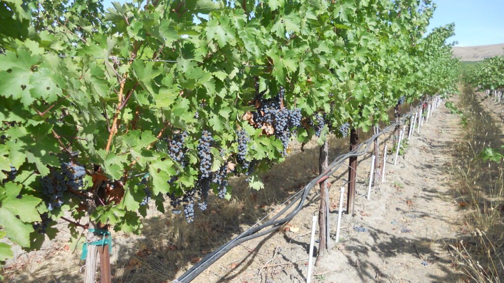 A vineyard with multiple dripline tubes near the vine base. Some tubes have PVC pipe directing additional driplines into the soil