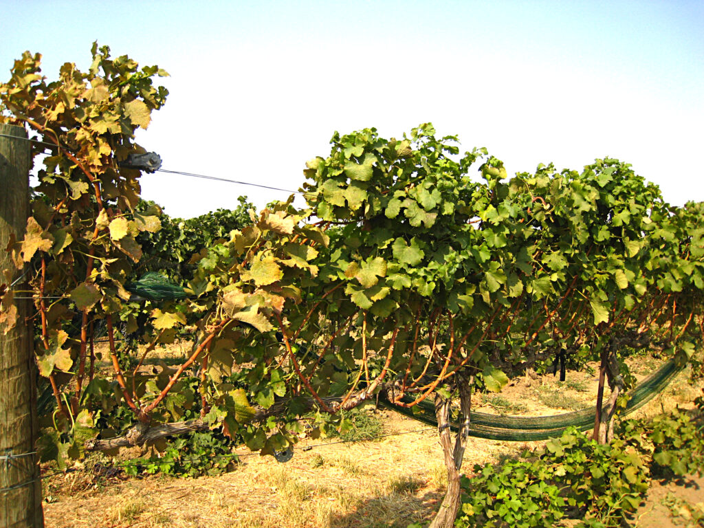 spider mite damage on a grapevine where the grapevine leaves are reddish-brown and dry.