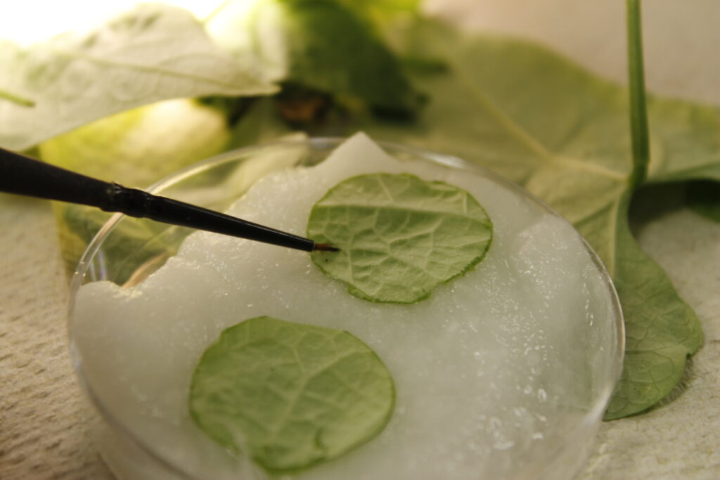 small disks of grapevine leaves being moved around a petri plate with tweezers