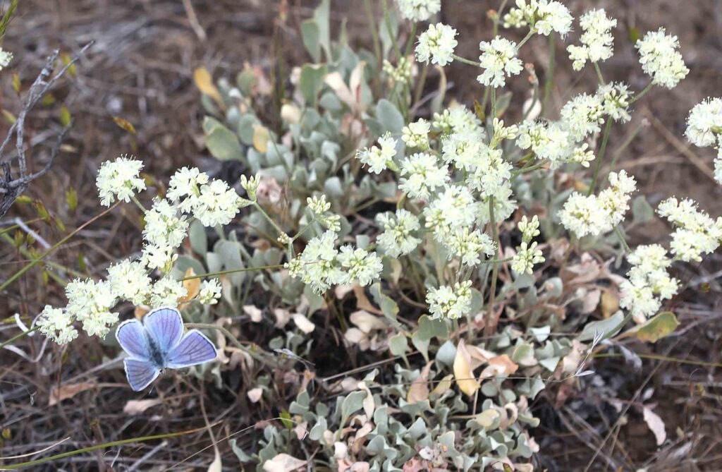 blue butterfly feeding on white native flowers