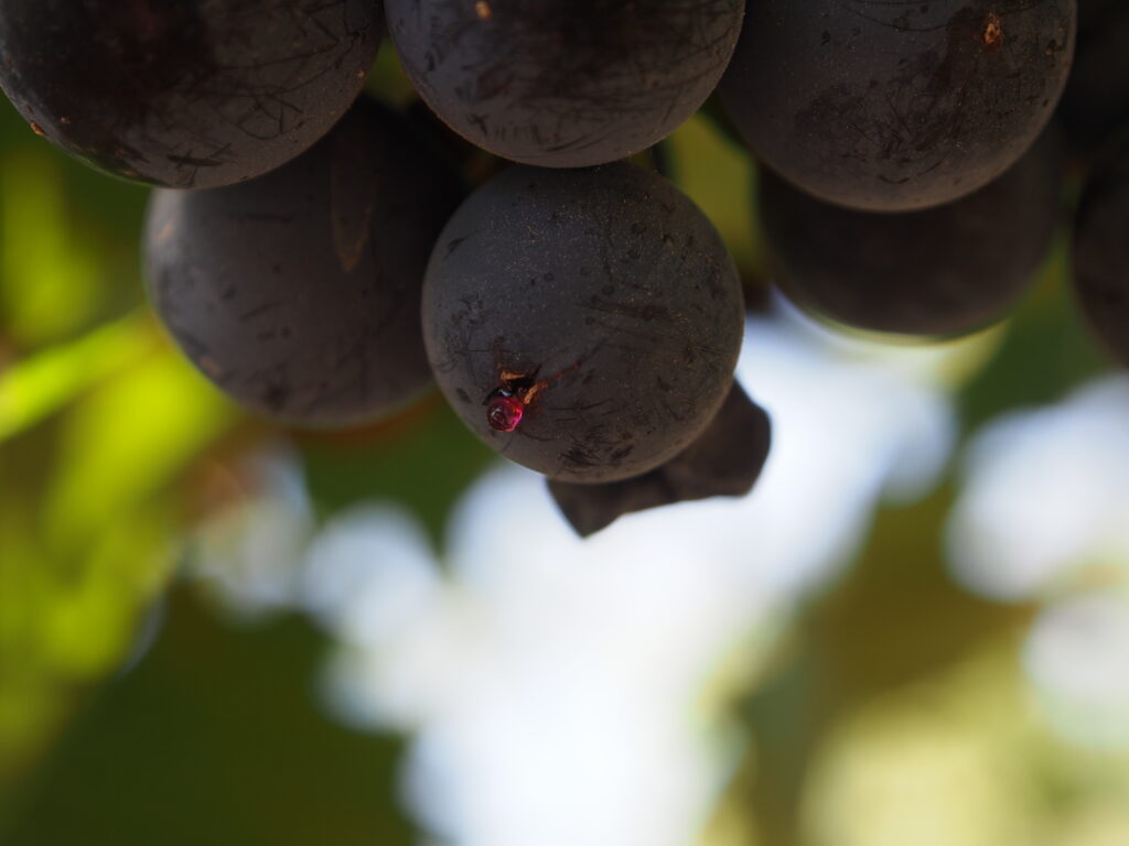 Malbec berry with juice excreted from the split tip of the berry.