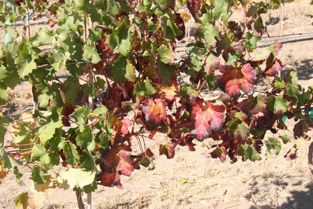 grapevine canopy with red leaves