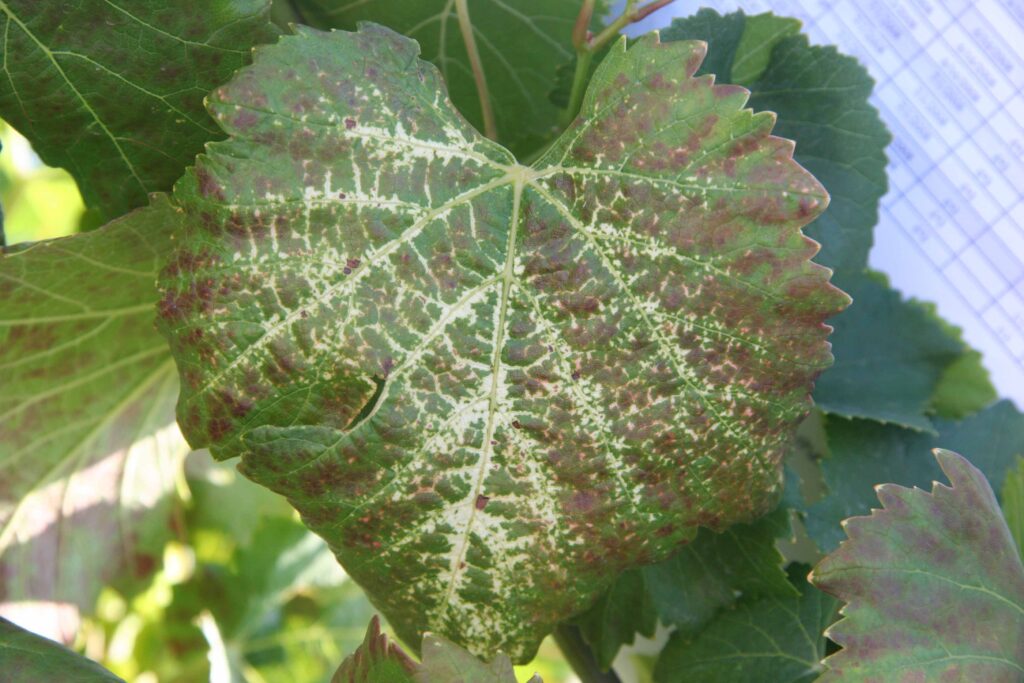 a grapevine leaf with whitening around the veins