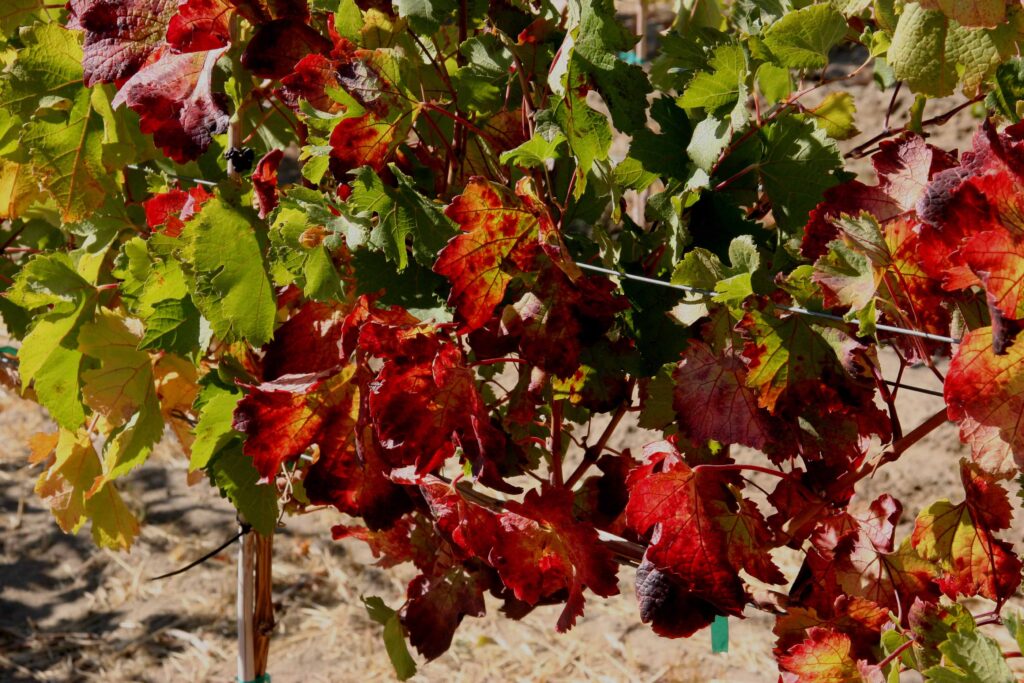 a grapevine canopy turning red from green.