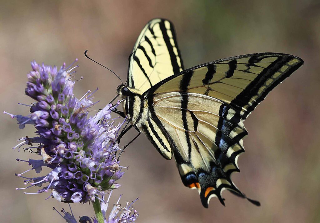 Yellow butterfly feeding on a purple flower
