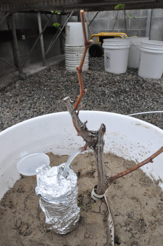 a grapevine in a bucket with a tube on the side of it