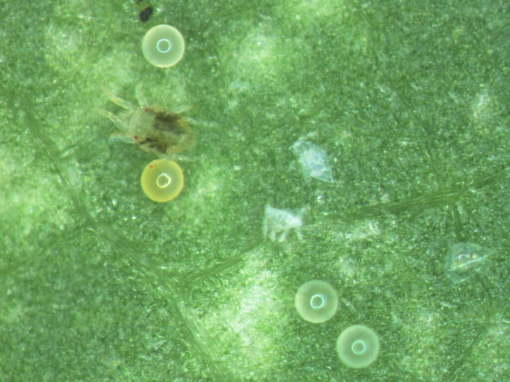 mites and eggs on a leaf surface