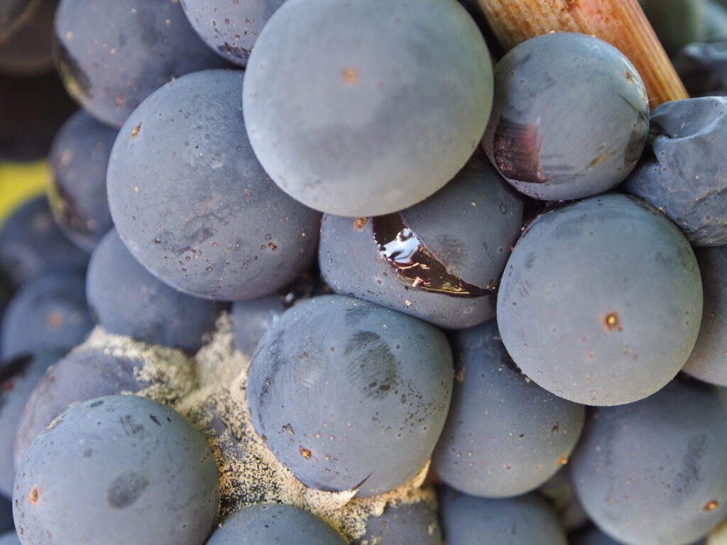 A compact Zinfandel cluster with a newly split berry and Botrytis-infected berries.