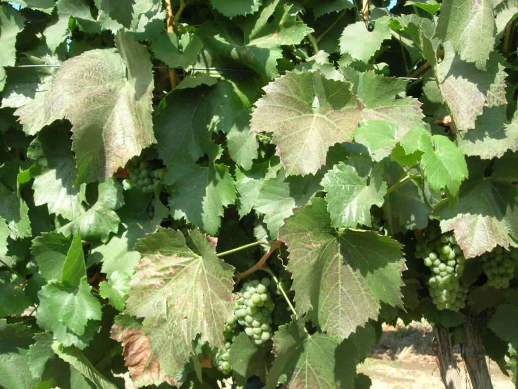 grapevine leaves turning a light brown from spider mite feeder