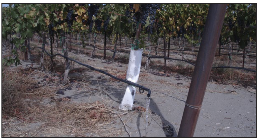 A vineyard irrigation drip tube open, and spilling water.