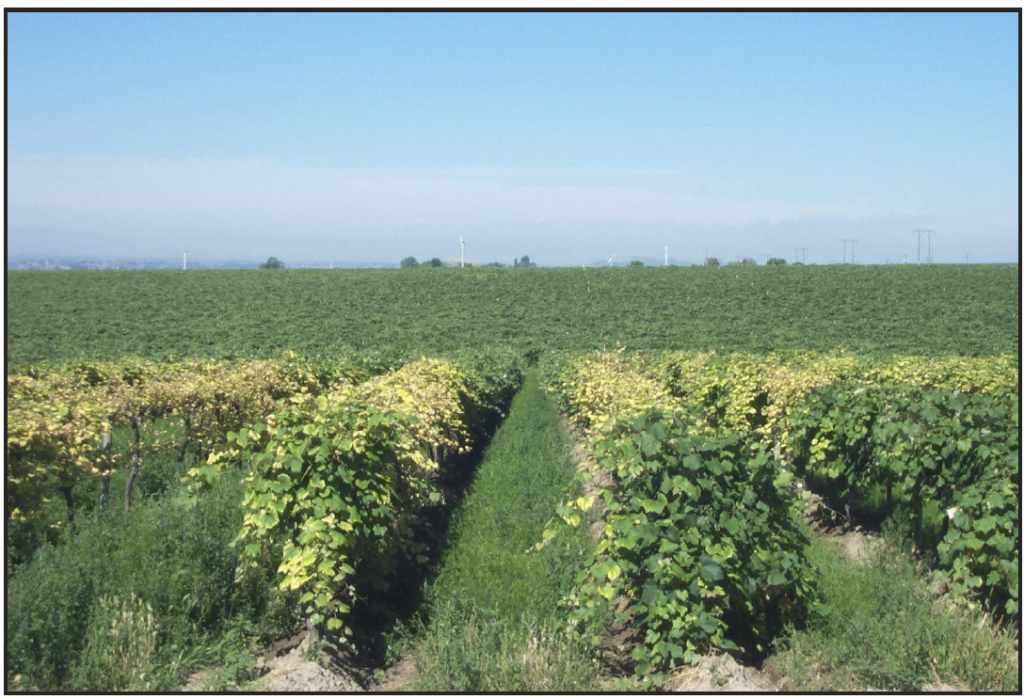 A vineyard with mostly green-canopied grapevines, but several have all-yellow canopies.
