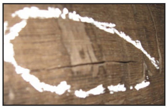 A barrel stave with a swelling / blister in it, circled with white chalk.