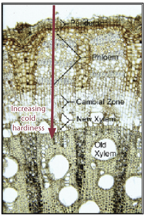 a cross-section of a grapevine shoot, under a microscope showing the different tissue layers