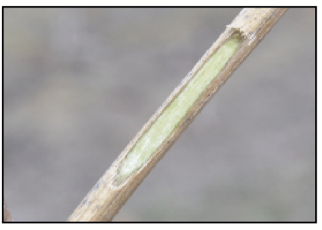 a grapevine cane with the outer layer scraped away, showing some light brown, and bright green, internal tissue