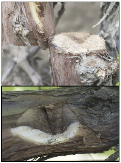 cross-sections of grapevine trunks where healthy (white), and diseased (brown) tissue is pressent