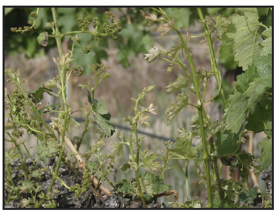 poor grapevine shoot growth that is thin and yellow