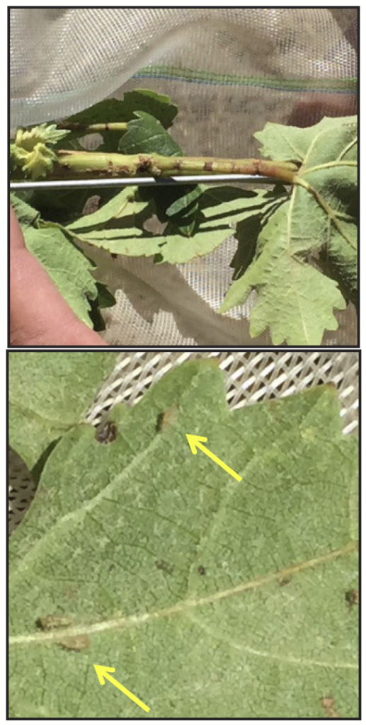 The top picture has a damaged grapevine shoot, with indents indicating insect feeding. The bottom picture has small brown eggs on the underside of a grape leaf.