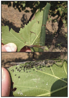 A grape leaf that is rolled up like a tube, and when unrolled, is filled in brown insect frass.