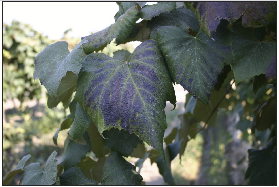a green grape leaf that has started to turn black