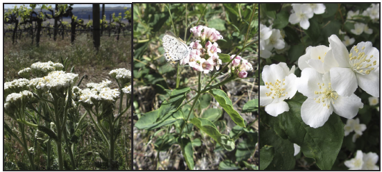 Images of native wildflowers