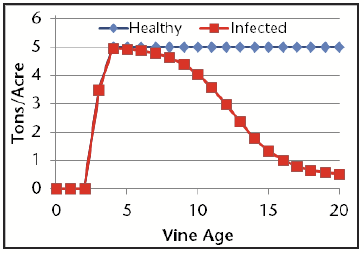 a graphic that shows infected vines lose yield over time (starting at around 5 years old, and are out of production by year 20).
