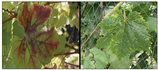 a reddening grapevine leaf, and a grapevine leaf with yellowing veins