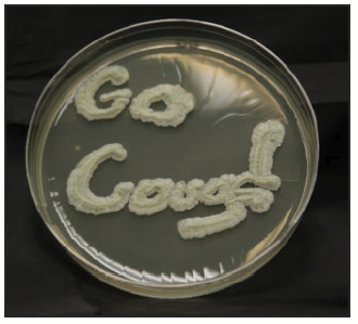 yeast growing on a petri plate. They were plated in a way where the growth says "Go Cougs"