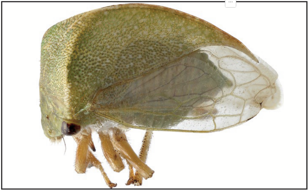 a small green-brown insect with a dome-like shape