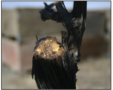 a grapevine wound with clear liquid pooling on it.