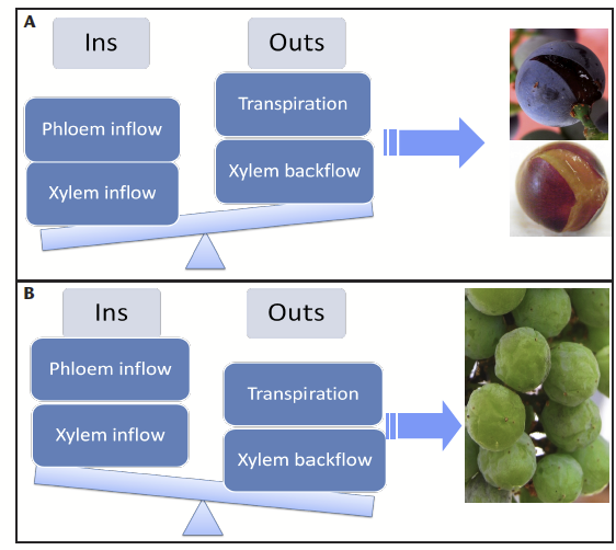 a schematic that shows what when inflows exceed outflows, berries split, and when water outflows exceed water inflows, berries shrivel