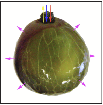 a peeled grape berry with arrows showing different ways water enters and leaves the berry.