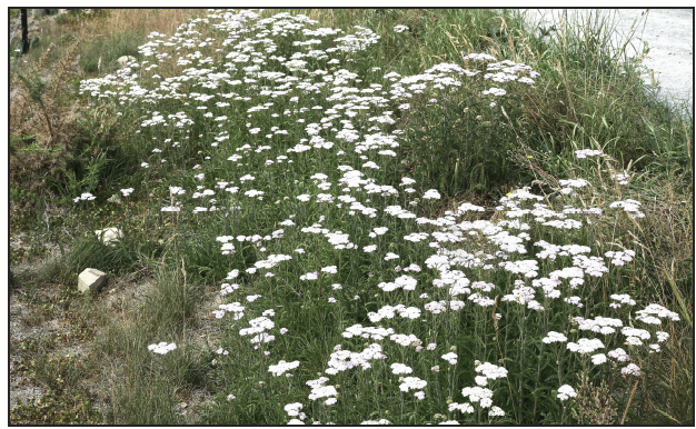 white native wild flowers