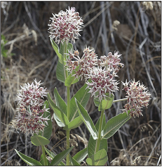 a close up of a milkweed flower that is pink and white
