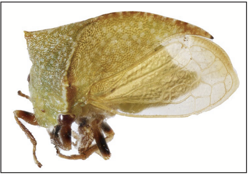 a small brown insect with a distinct dome shape.