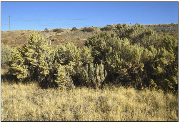 large yellow-flowered desert shrub