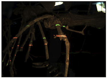 a grapevine at night with lasers cast on it