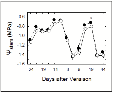 a graphic of stem water potential showing that healthy vines were less stressed closer to veraison the leafroll infected vines, but only on a single date. Otherwise, there was no difference