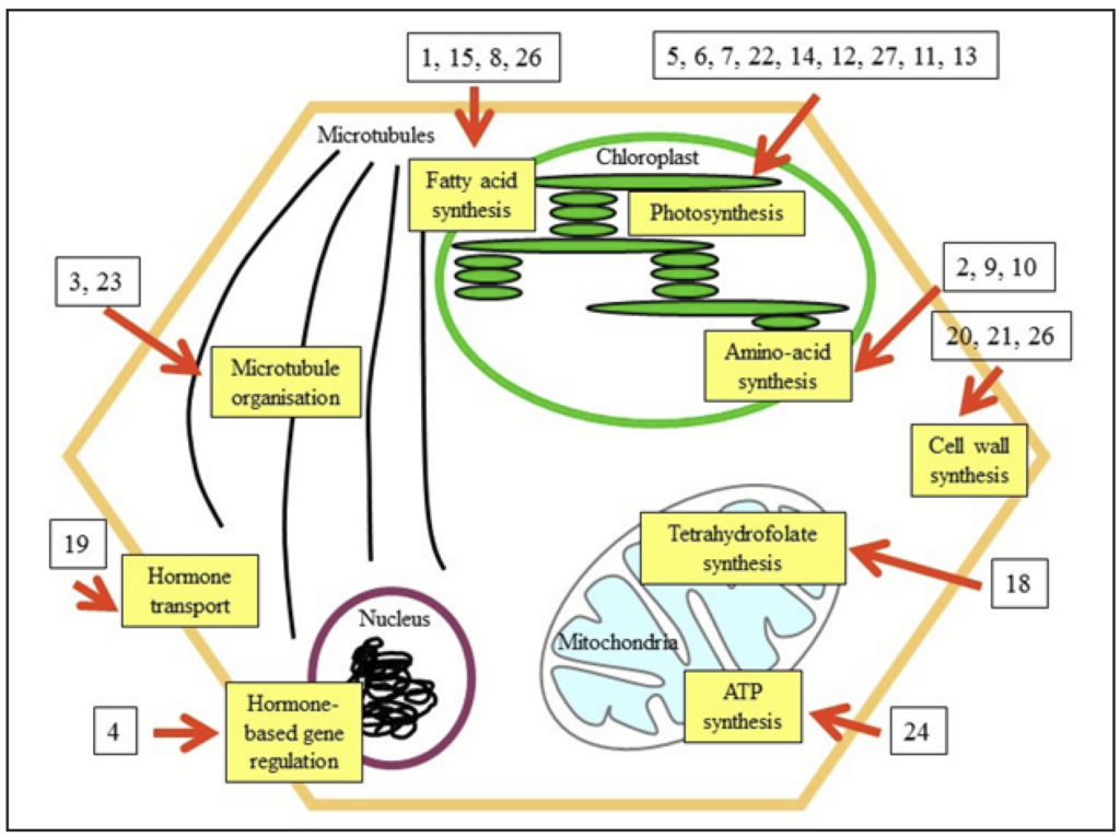 Schematic of the complex but General cellular processes targeted by herbicide groups, including fatty acid synthesis, photosynthesis, amino acid synthesis, cell wall synthesis, tetrahydrofolate synthesis, ATP synthesis, hormone-based gene regulation, hormone transport, and microtubule organization.