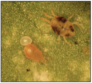 spider mite adults and eggs on a leaf