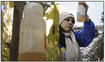 a picture of a nalgene bottle with flies, and a picture of a person holding the naglene bottle full of liquid bait.