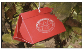 a red delta sticky trap